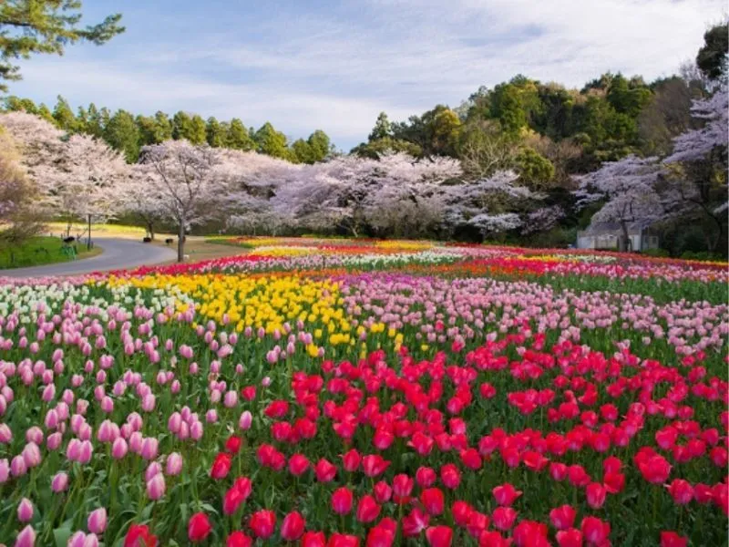 Hoa tulip Nhật Bản