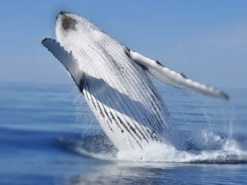 Gold Coast - Nắng ấm và giải trí bất tận Du lịch Úc tháng 7