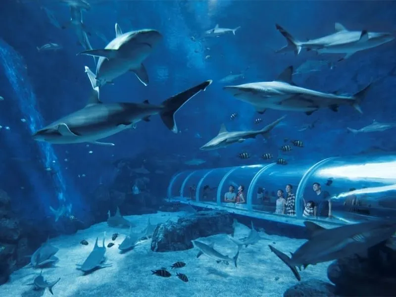 Thủy cung SEA Aquarium là một điểm đến không thể bỏ qua khi du lịch Singapore