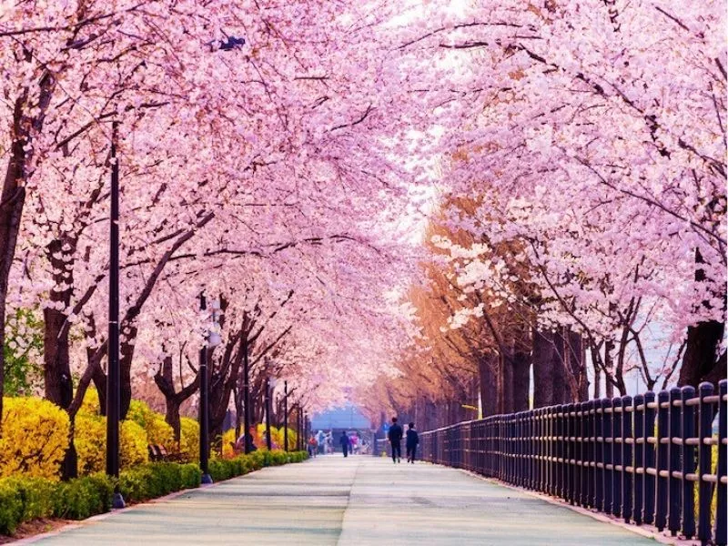 Đường văn hóa hoa anh đào Gaegeum-dong