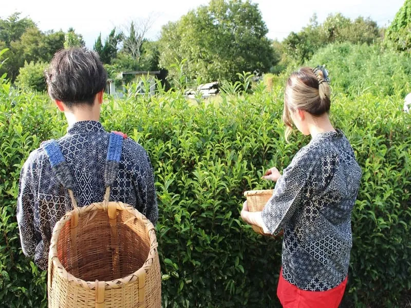 Thủ phủ trà Shizuoka (ảnh sưu tầm)