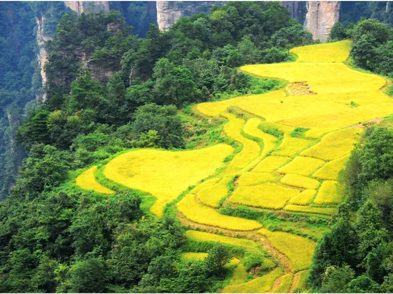 Cánh đồng trên không - Khung cảnh độc đáo ở Thiên Tử Sơn