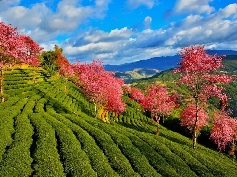 Đại Lý Trung Quốc vào mùa xuân