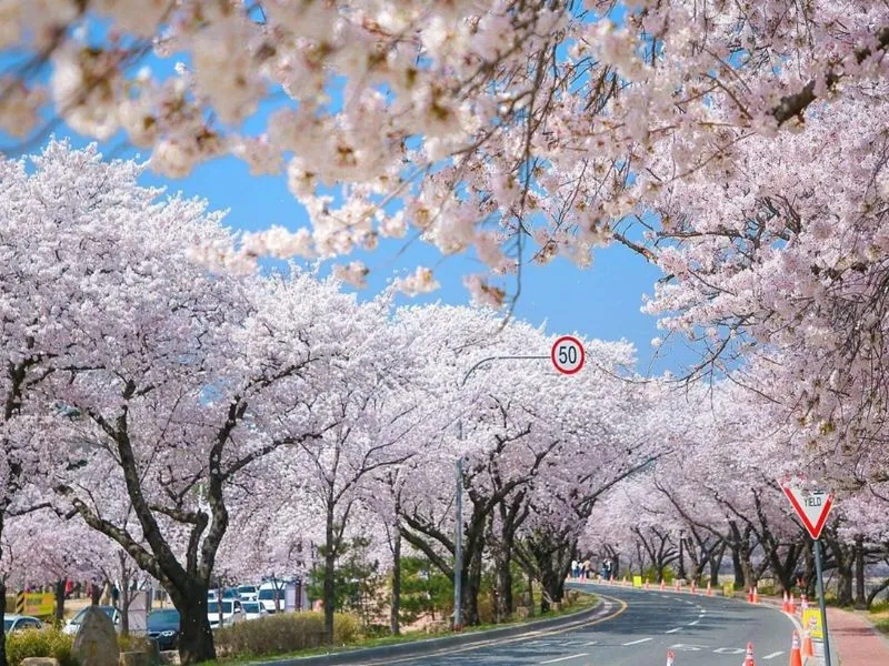 Mùa xuân Seoul - Mùa lý tưởng để tham quan các địa điểm du lịch Seoul