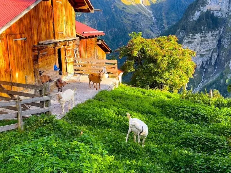 Nhịp sống nông thôn nguyên bản tại Gimmelwald