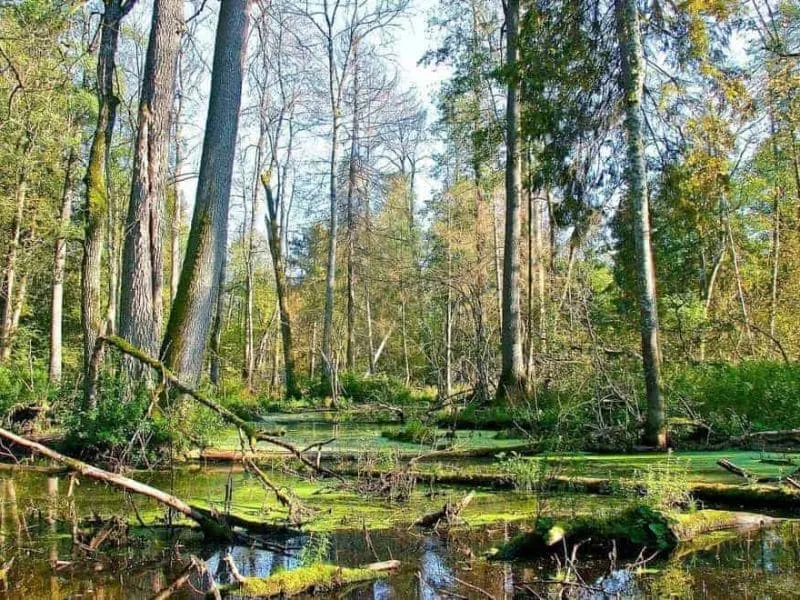 Khám phá rừng nguyên sinh Bialowieza tại Ba Lan