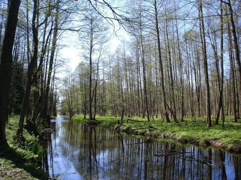 Trải nghiệm không gian yên bình tại rừng Bialowieza