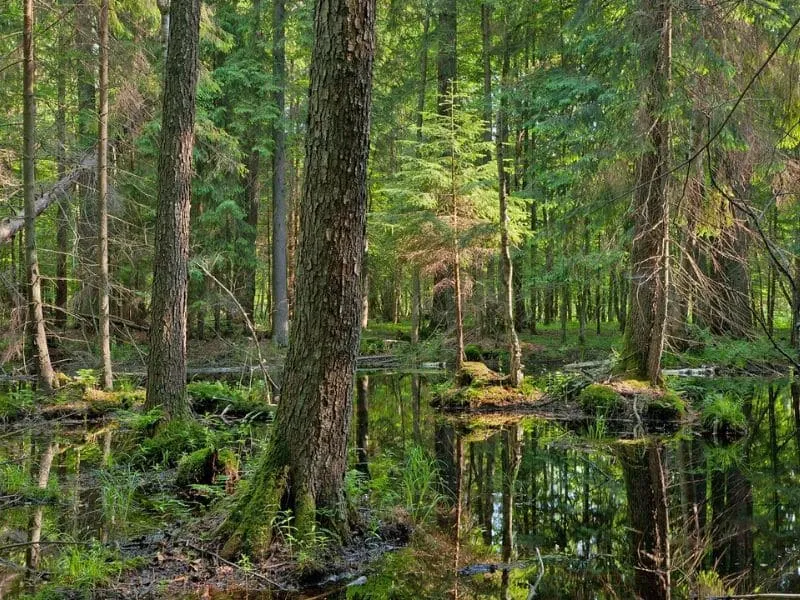 khu bảo tồn rừng Bialowieza