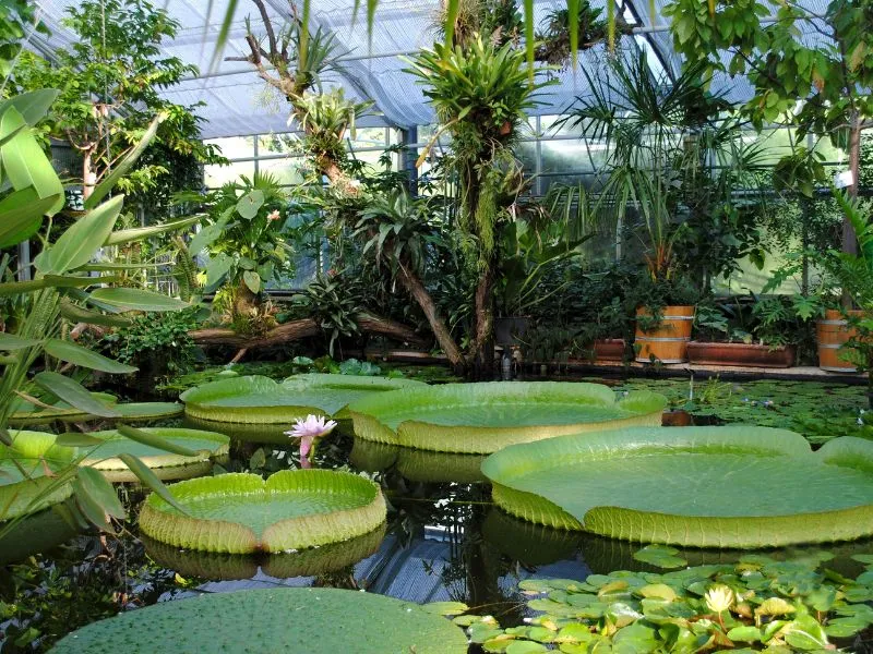 Vườn Botanischer Garten