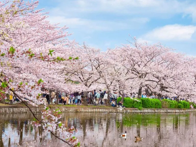 Ngắm hoa anh đào ở Tokyo - Trải nghiệm trong tour châu Á