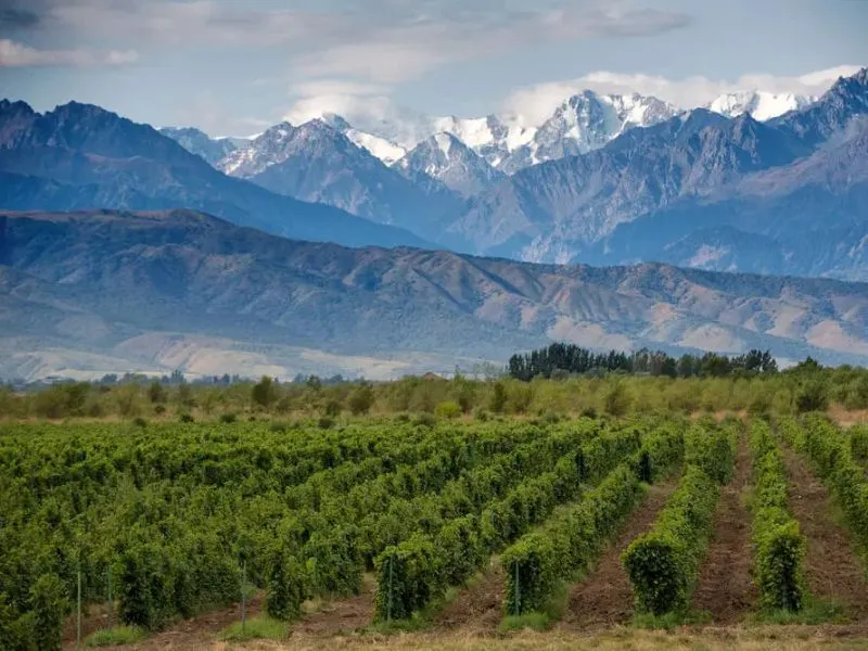 Mendoza - châu Mỹ