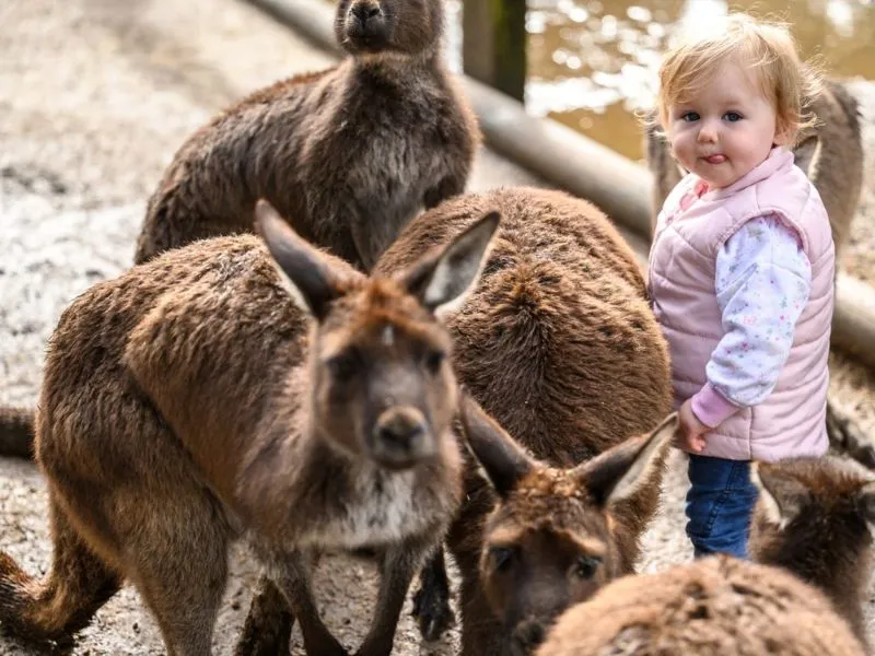 Gặp gỡ kangaroo và gấu túi tại vườn thú Featherdale