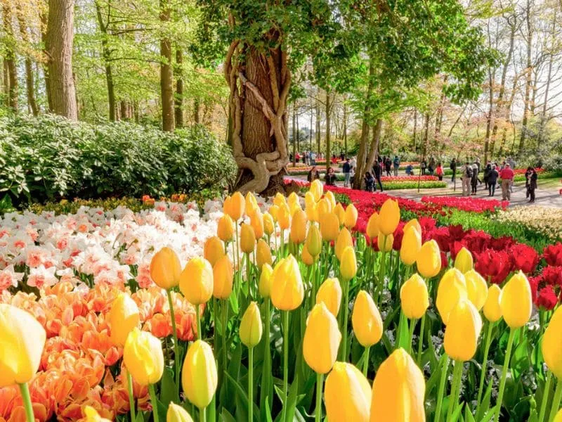 vườn hoa Keukenhof tại Amsterdam Hà Lan