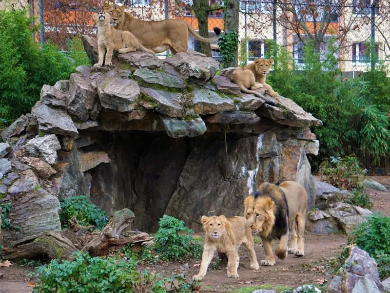Frankfurt Zoo