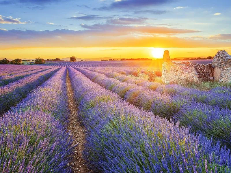 Mùa xuân ở Provence Pháp