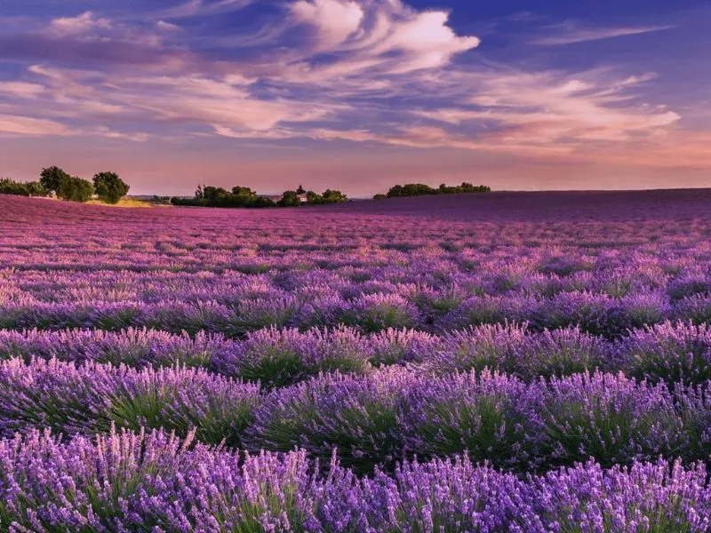 Cánh đồng hoa oải hương - Provence Pháp
