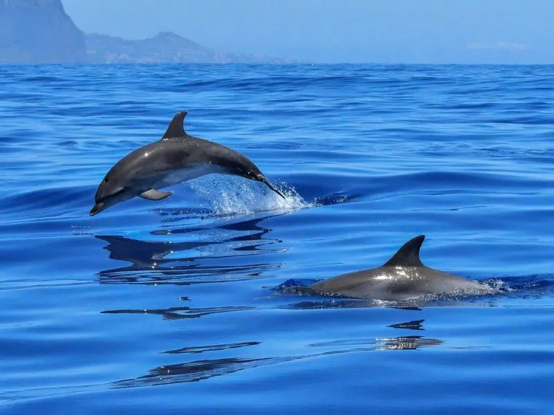 Ngắm cá heo trên biển xanh ở Lanzarote