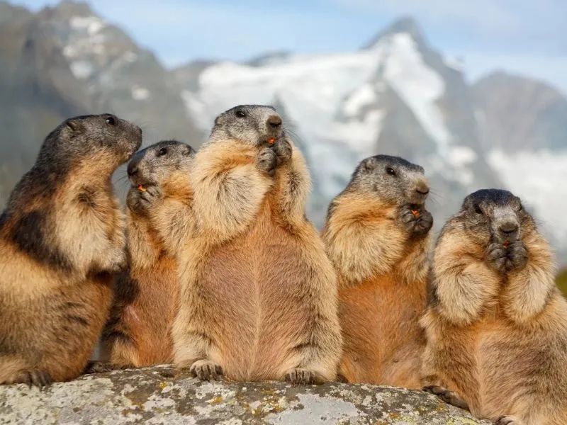 Marmot động vật trên vùng núi nước Áo