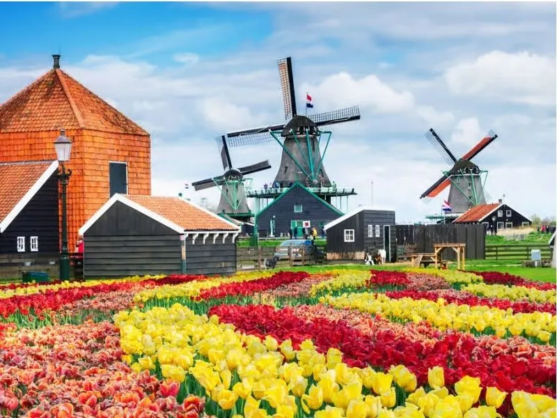 Zaanse Schans – Chạm vào hơi thở cổ tích từ Hà Lan