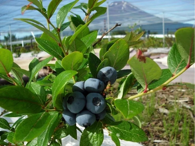 Một góc vườn trái cây Oshino