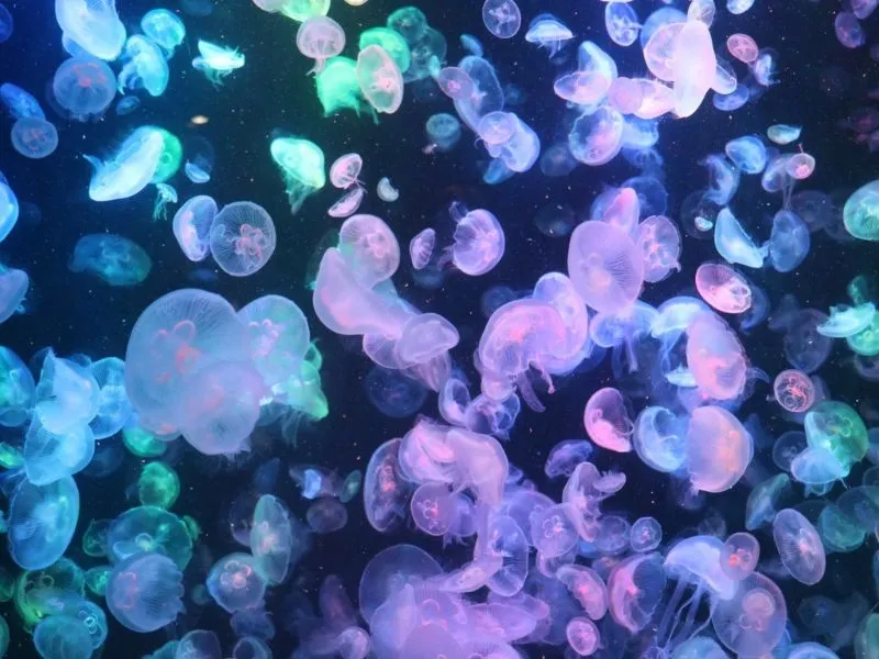 Kamo Aquarium
