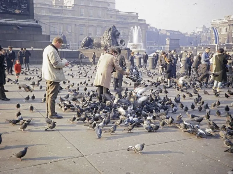 Trafalgar Square - "Ngôi nhà" của những chú chim bồ câu