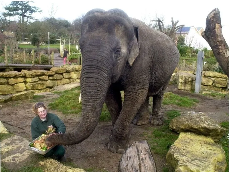 Cho voi ăn tại Bristol Zoo