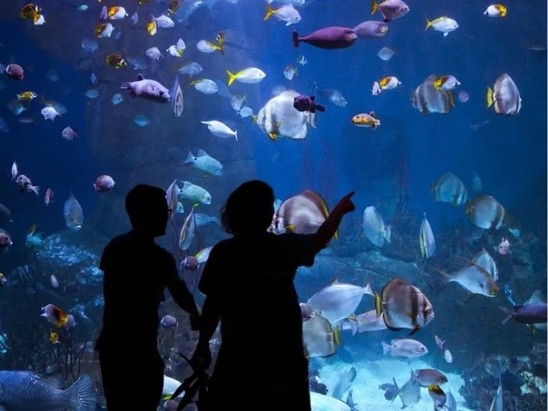 National Marine Aquarium
