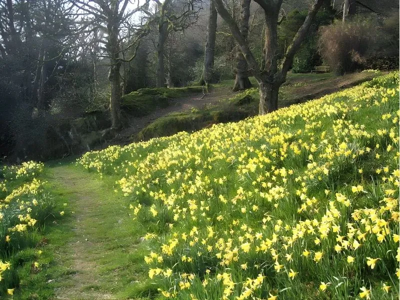 Cánh đồng Dora Windermere