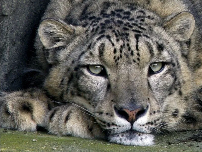 Ốc đảo hoang dã tại Lakeland