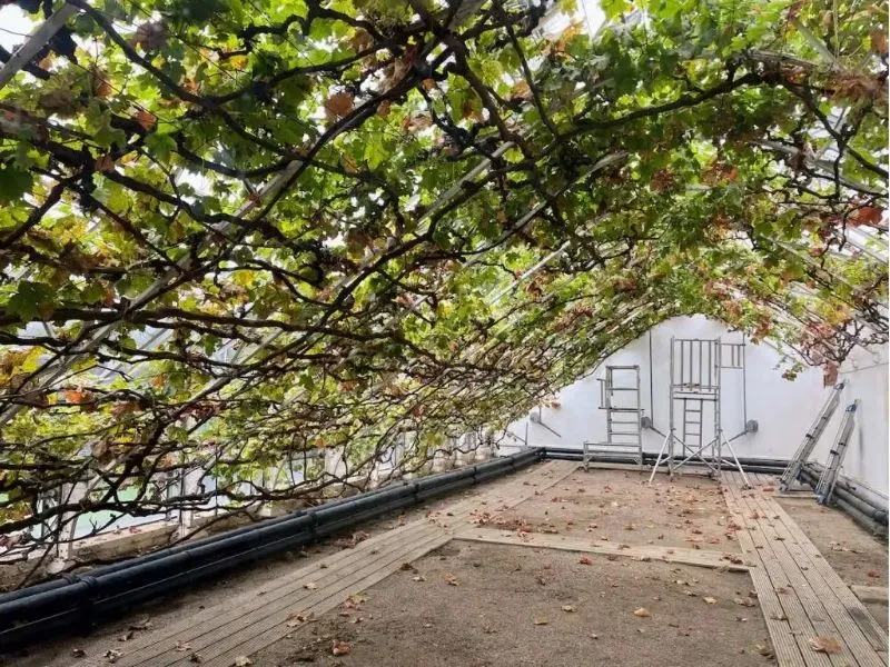 Cây nho lớn nhất thế giới