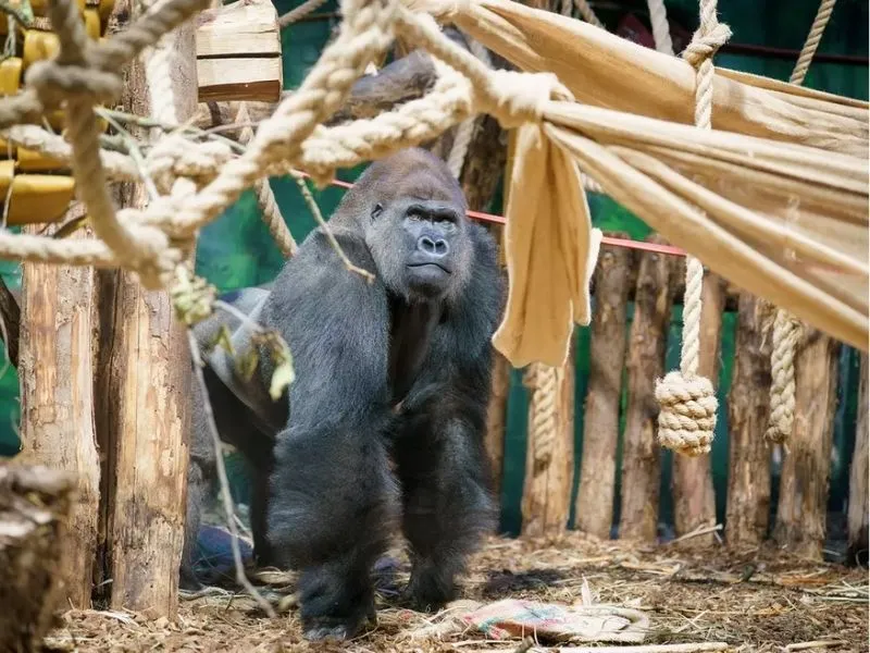 Gorilla Kingdom sở thú London