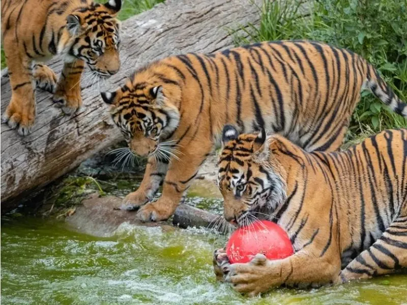 Tiger Territory sở thú London