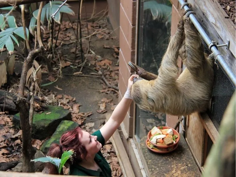 Rainforest Life sở thú London