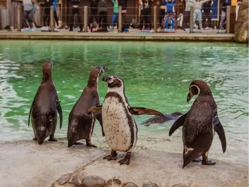 Penguin Beach