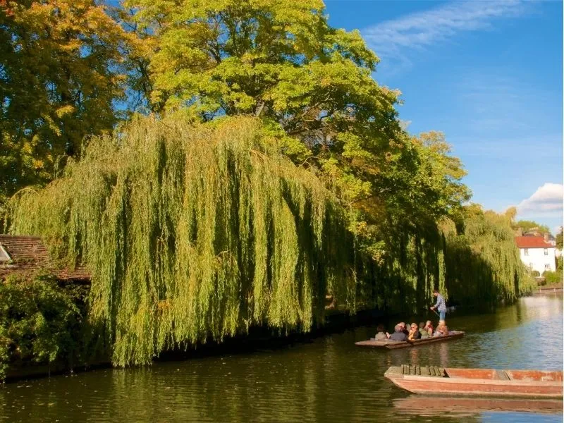 Du thuyền trên sông Cam