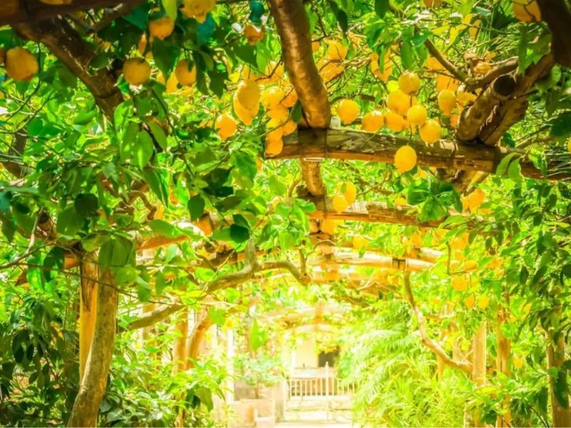 Vườn chanh Giardini di Cataldo 