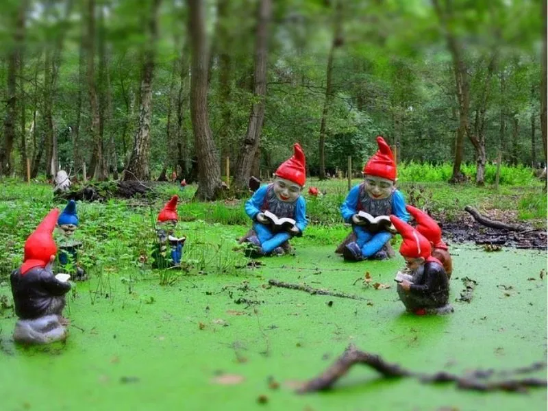 Forest of the Gnomes