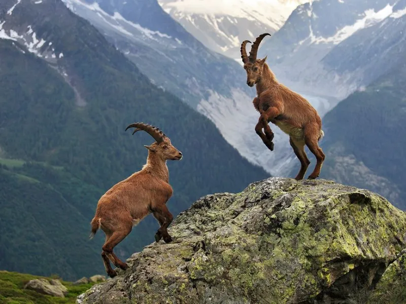 Dê núi Alpine Ibex