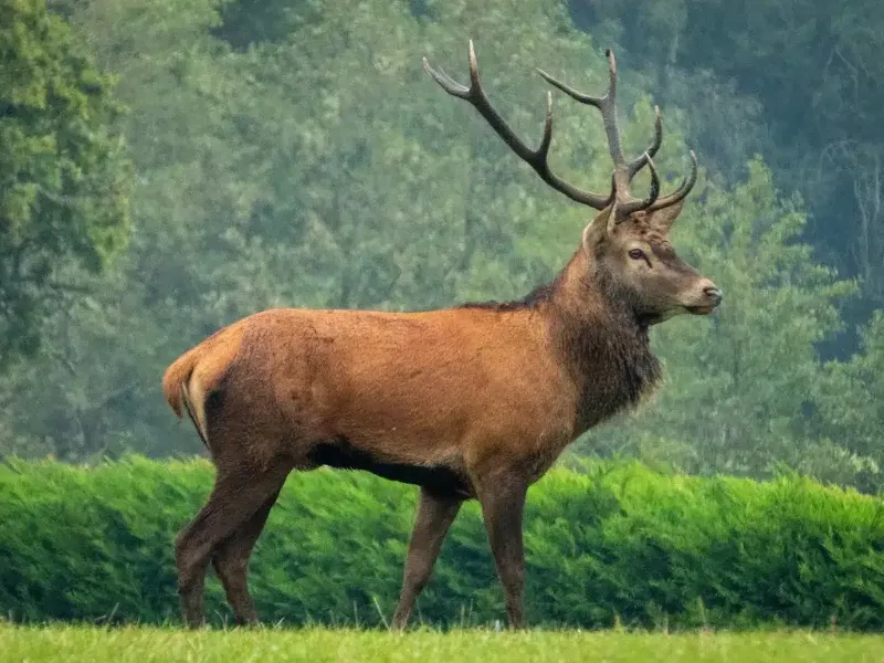 Hươu đỏ