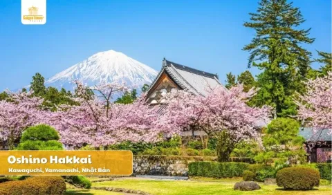 Tour Nhật Bản HOA ANH ĐÀO 2026: NARITA- TOKYO - FUJI - NAGOYA - OSAKA 5N5Đ - Vietnam Airlines