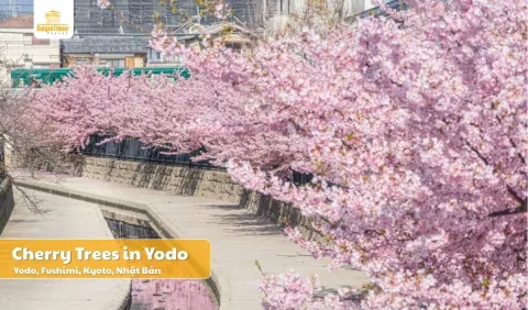 Tour Nhật Bản Hoa Anh Đào 2026: Narita – Tokyo – Fuji – Nagoya – Osaka 5N5Đ - Bay Vietnam Airlines